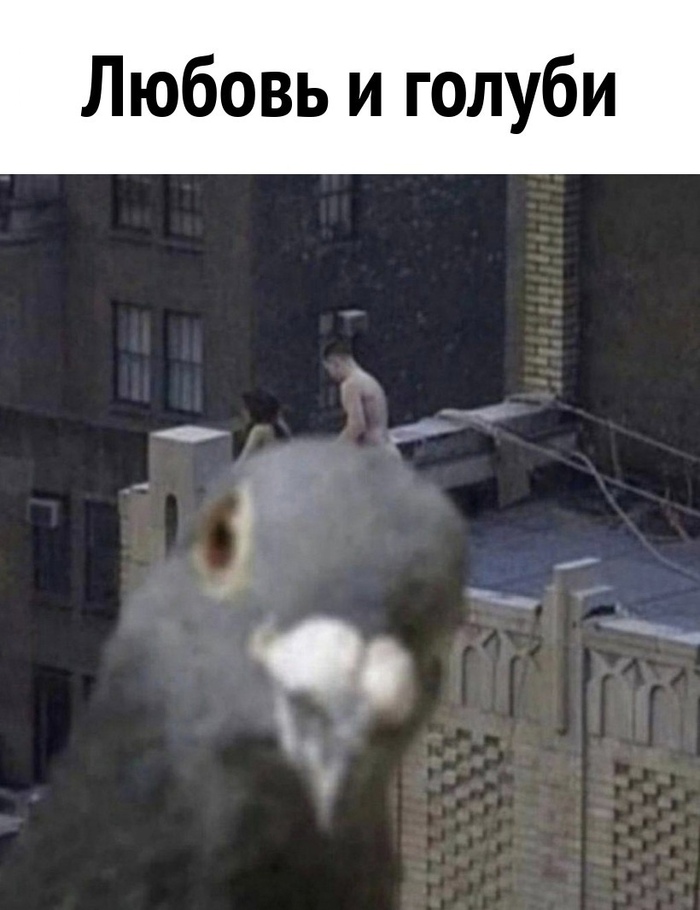 Reply to post Corrupted Photo - NSFW, Humor, Picture with text, Pigeon, Sex, Girls, Erotic, Roof, Reply to post