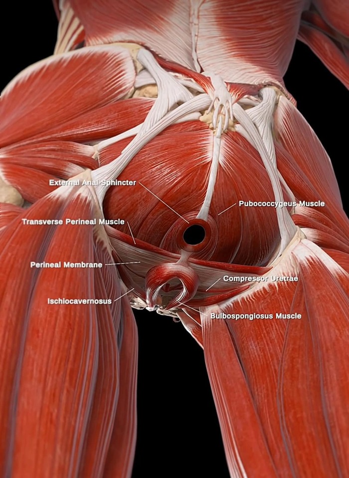 A bit of anatomy - NSFW, Anatomy, Muscle