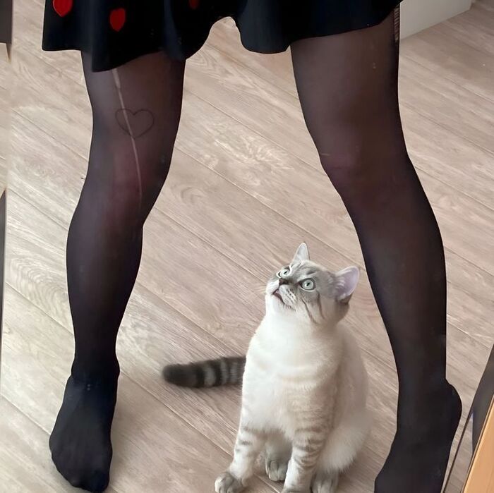 It's a cat - NSFW, Erotic, Legs, Girls, Tights, 18+